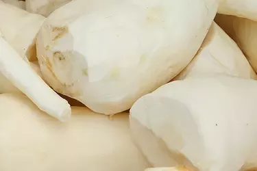 帶來改革的“根” ：一種熱帶灌木如何幫助消除童工的故事